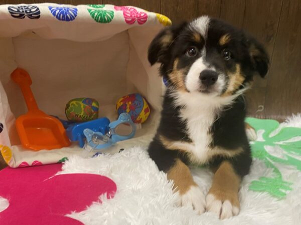 Miniature Australian Shepherd DOG Male Black Tan / White 1511 Petland Lancaster, Ohio