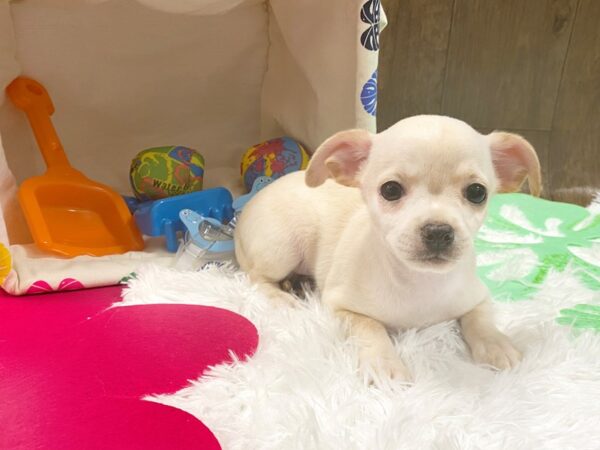 Chihuahua-DOG-Male-CREME-1510-Petland Lancaster