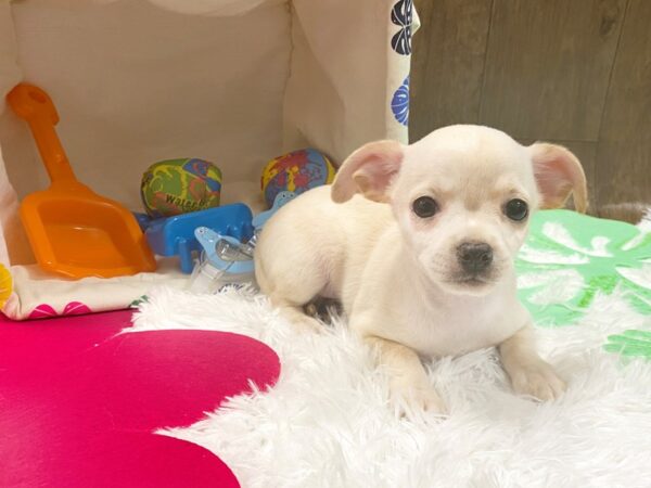 Chihuahua-DOG-Male-CREME-1510-Petland Lancaster, Ohio