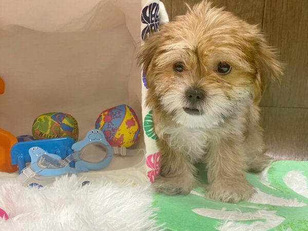 Shorkie-DOG-Male-BEIGE-1509-Petland Lancaster
