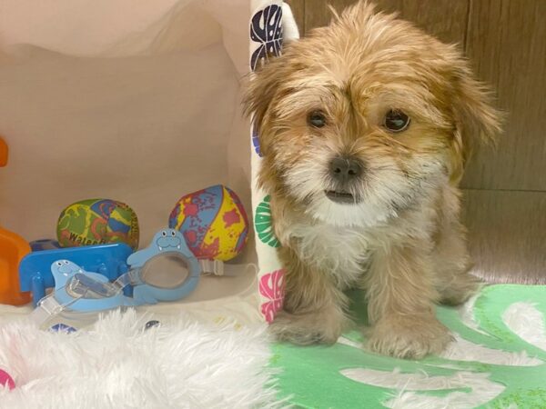 Shorkie-DOG-Male-BEIGE-1509-Petland Lancaster, Ohio