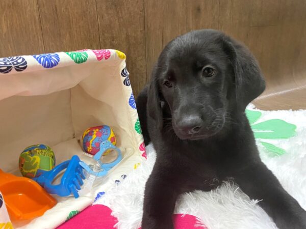 German Shepherd Mix DOG Female Black 1507 Petland Lancaster, Ohio