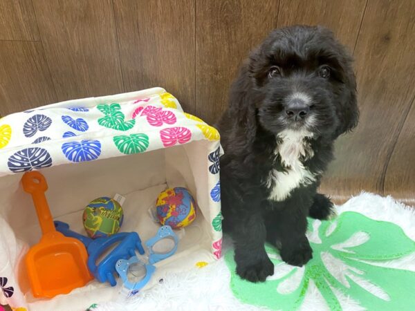 Saint Bernard x Poodle DOG Male Black 1506 Petland Lancaster