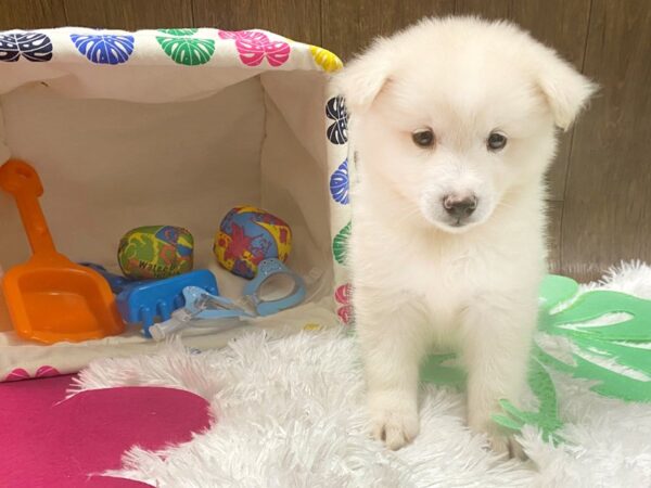 Pomsky DOG Male WHITE 1508 Petland Lancaster, Ohio