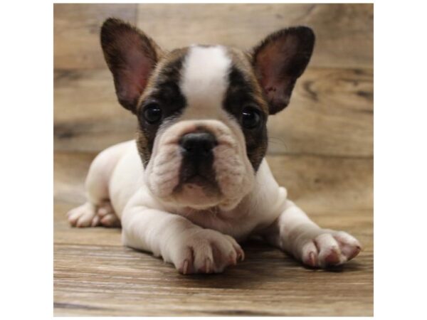 French Bulldog-DOG-Male-Brindle-1516-Petland Lancaster, Ohio