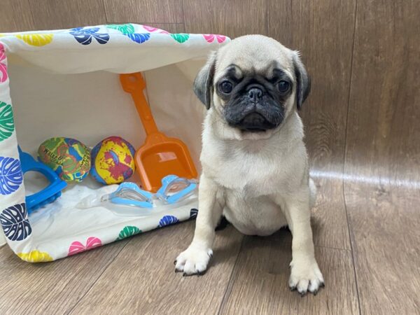 Pug DOG Female FAWN 1523 Petland Lancaster, Ohio