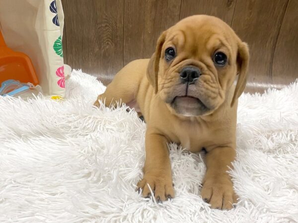 Bull Puggle DOG Female FAWN 1522 Petland Lancaster, Ohio