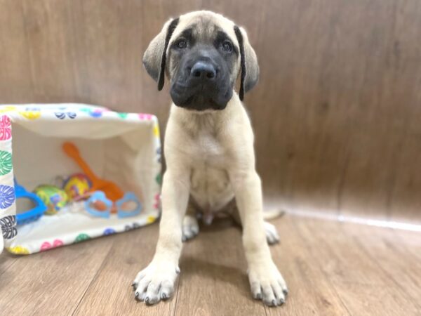 Mastiff-DOG-Male-Tan-1525-Petland Lancaster, Ohio