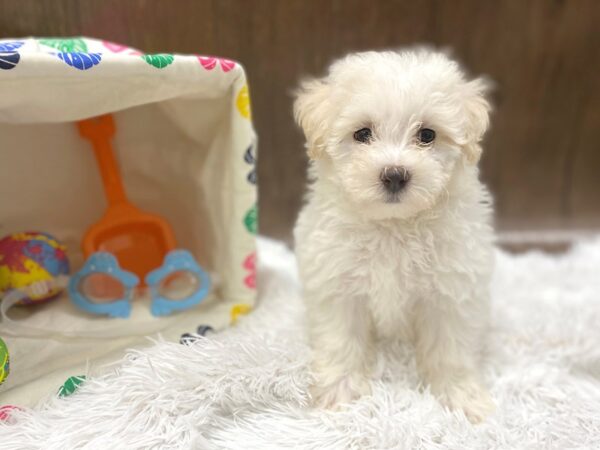 Cava Chon DOG Male BLENHEIM 1521 Petland Lancaster, Ohio