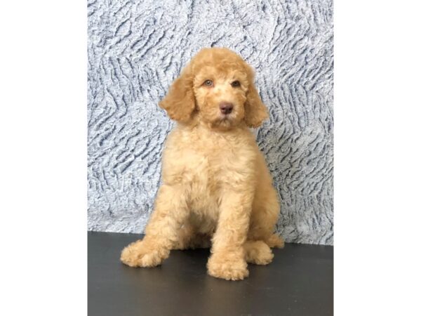 Standard Poodle DOG Male Cream 1526 Petland Lancaster, Ohio