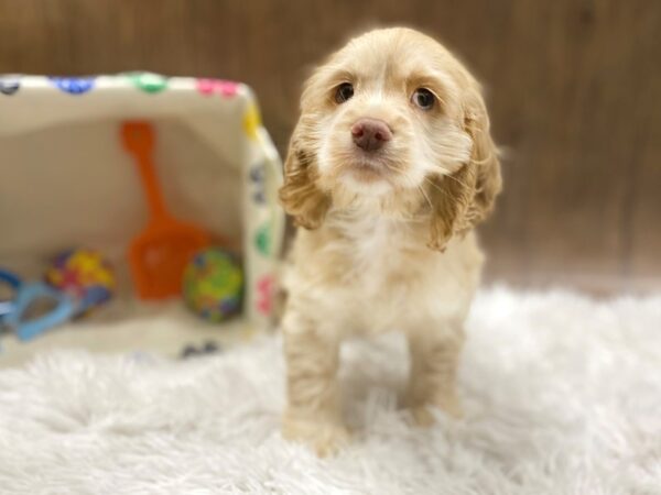 Cocker Spaniel DOG Male buff 1535 Petland Lancaster, Ohio