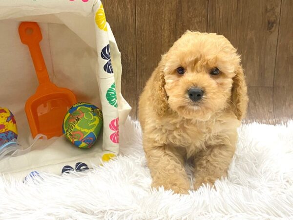 Cock A Poo-DOG-Male-DARK RED-1534-Petland Lancaster, Ohio