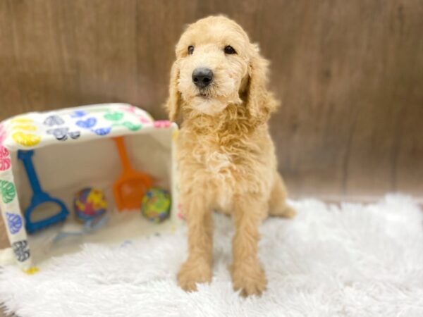 Goldendoodle DOG Male Red 1533 Petland Lancaster, Ohio