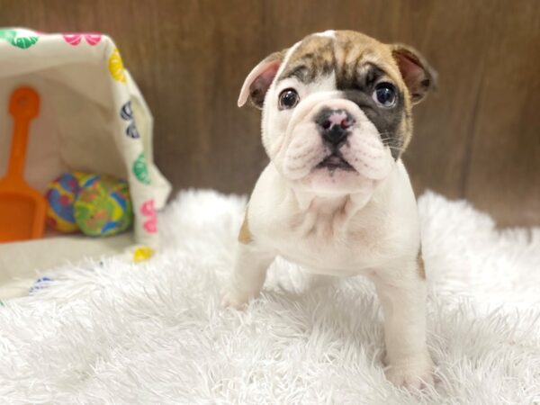 English Bulldog DOG Male 1531 Petland Lancaster, Ohio