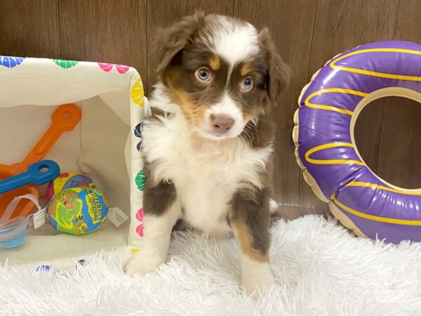 Miniature Australian Shepherd DOG Female RED TRI 1529 Petland Lancaster, Ohio