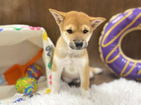 Shiba Inu-DOG-Male-Red-1528-Petland Lancaster, Ohio