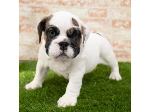 Bulldog DOG Female Fawn 1542 Petland Lancaster, Ohio