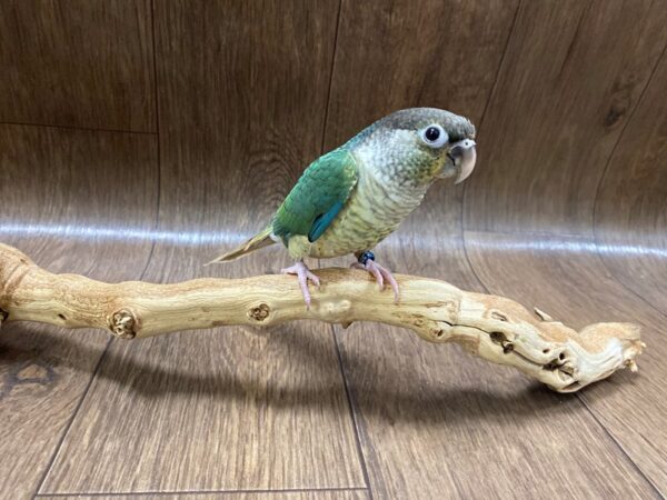 Green Cheek Conure-BIRD-Male--1556-Petland Lancaster, Ohio