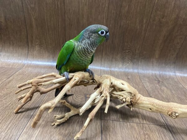 Green Cheek Conure-BIRD-Male--1555-Petland Lancaster, Ohio