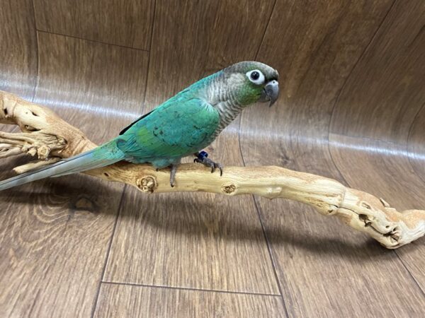 Green Cheek Conure-BIRD-Male--1554-Petland Lancaster, Ohio