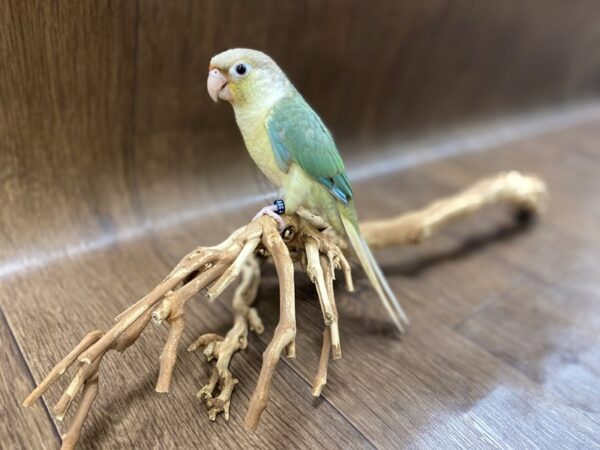 Green Cheek Conure-BIRD-Male--1553-Petland Lancaster, Ohio