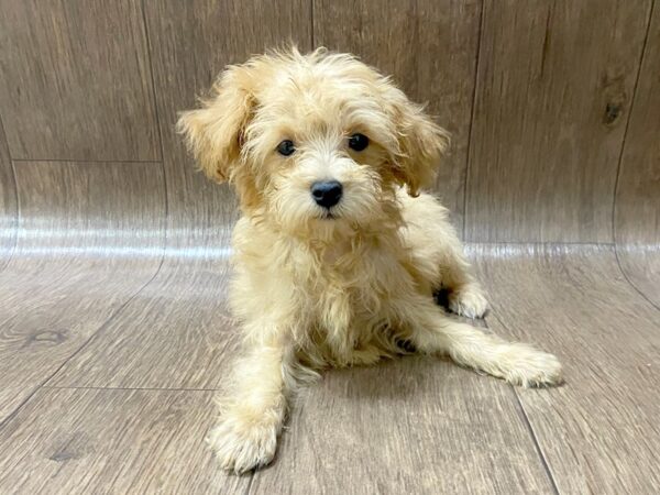 Morkie DOG Female Red 1538 Petland Lancaster, Ohio