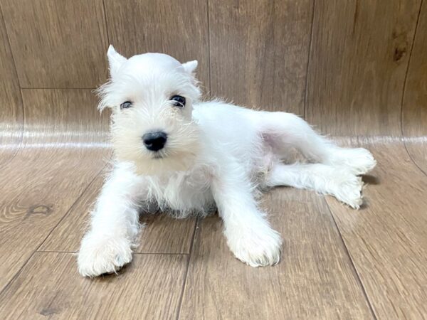 Miniature Schnauzer DOG Male White 1539 Petland Lancaster, Ohio