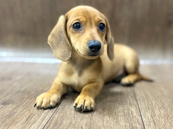 Dachshund DOG Male Red 1540 Petland Lancaster, Ohio