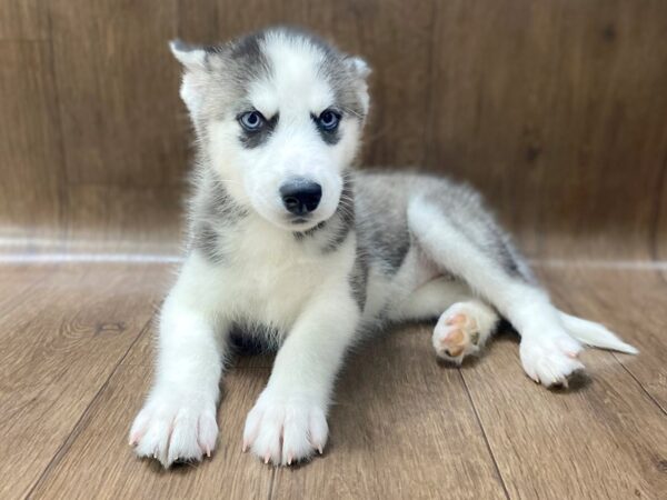 Siberian Husky DOG Female Black / White 1541 Petland Lancaster, Ohio