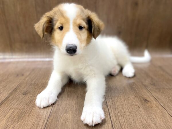 Collie DOG Female White 1543 Petland Lancaster, Ohio