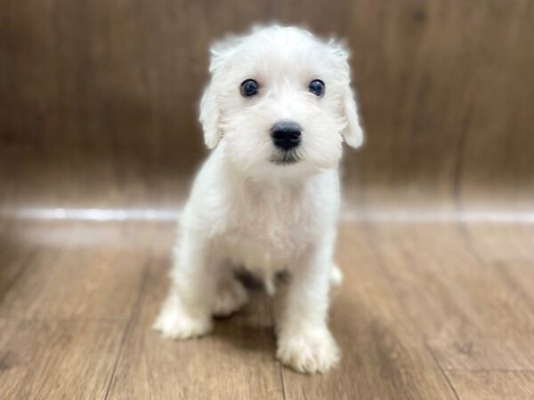 Miniature Schnauzer DOG Male SALT PEPPER 1552 Petland Lancaster, Ohio