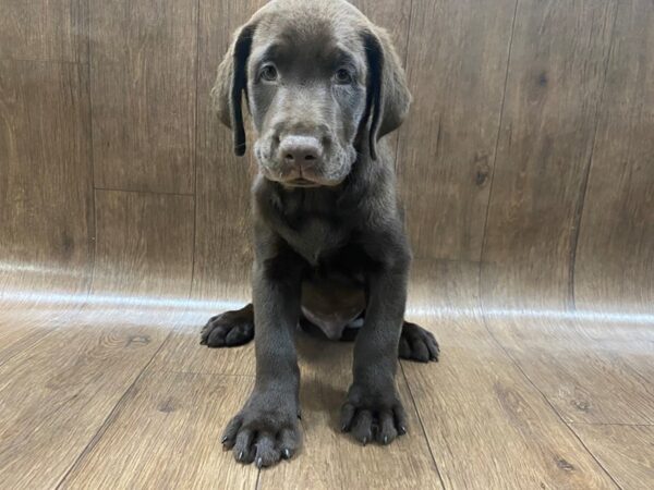 Labrador Retriever-DOG-Male-Chocolate-1549-Petland Lancaster, Ohio