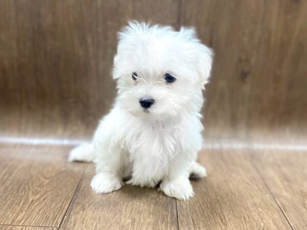 Maltese DOG Male White 1548 Petland Lancaster, Ohio