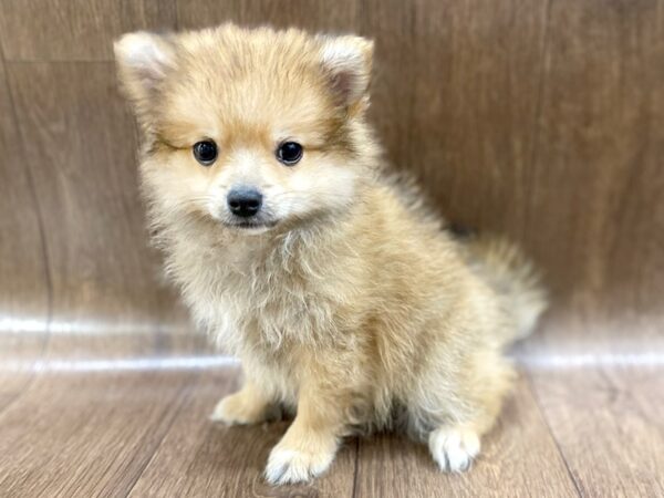 Pomeranian DOG Male Orange Sable 1547 Petland Lancaster, Ohio