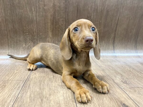 Dachshund DOG Female Red / Brindle 1546 Petland Lancaster, Ohio