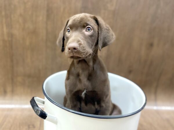 Labrador Retriever DOG Female Chocolate 1545 Petland Lancaster, Ohio