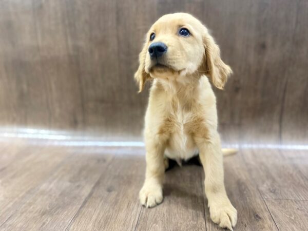 Golden Retriever DOG Male Golden 1544 Petland Lancaster, Ohio