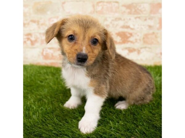 Pembroke Welsh Corgi DOG Female Red / White 1566 Petland Lancaster, Ohio