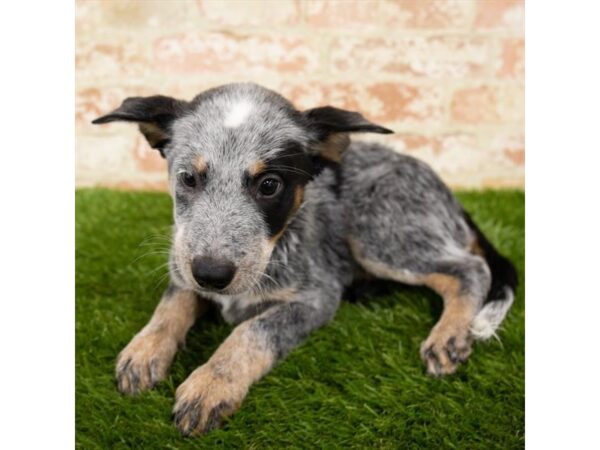 Australian Cattle Dog DOG Female Black 1568 Petland Lancaster, Ohio