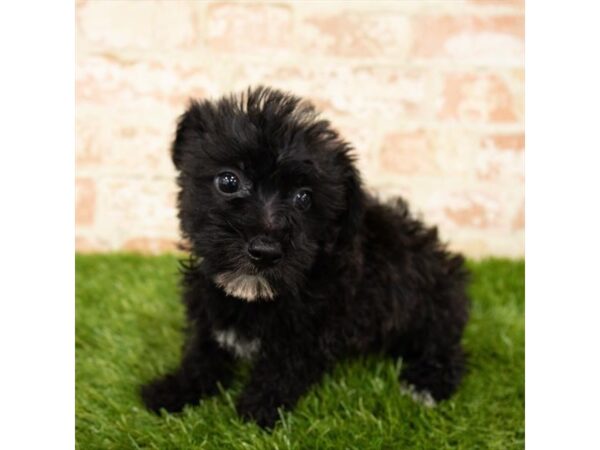 Silky Terrier/Bichon Frise DOG Female Black / White 1569 Petland Lancaster