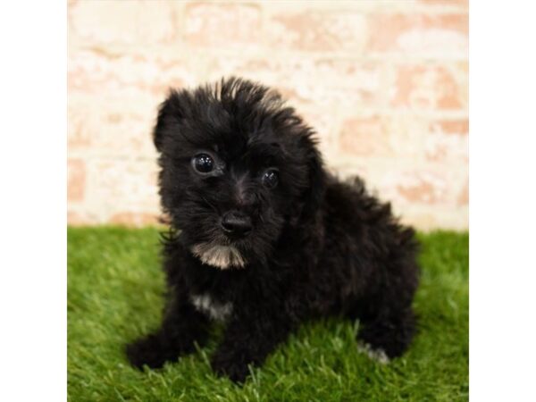 Silky Terrier/Bichon Frise DOG Female Black / White 1569 Petland Lancaster, Ohio