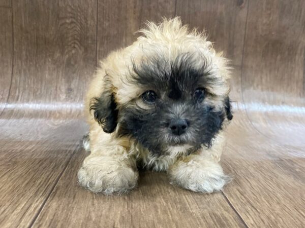 Teddy Bear DOG Male BROWN WHITE 1563 Petland Lancaster