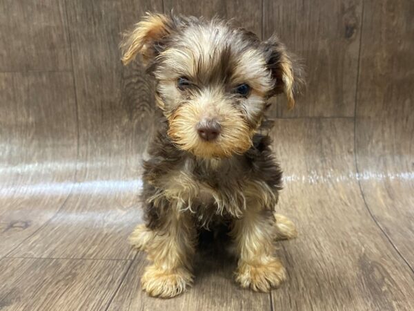 Yorkshire Terrier DOG Female CHOC TAN 1562 Petland Lancaster, Ohio