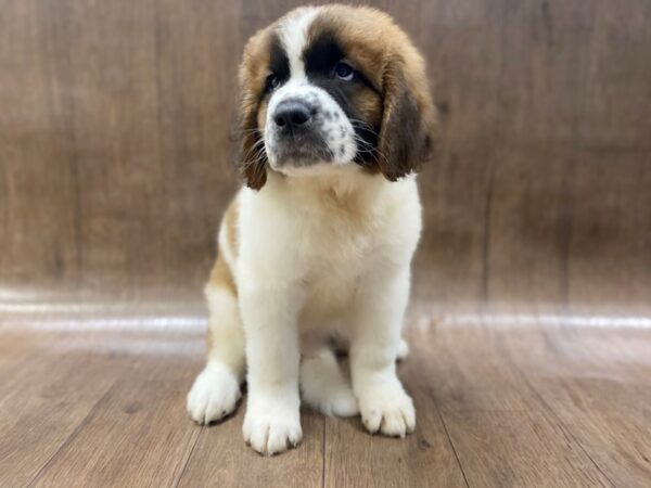 Saint Bernard-DOG-Male-Sable & White-1561-Petland Lancaster