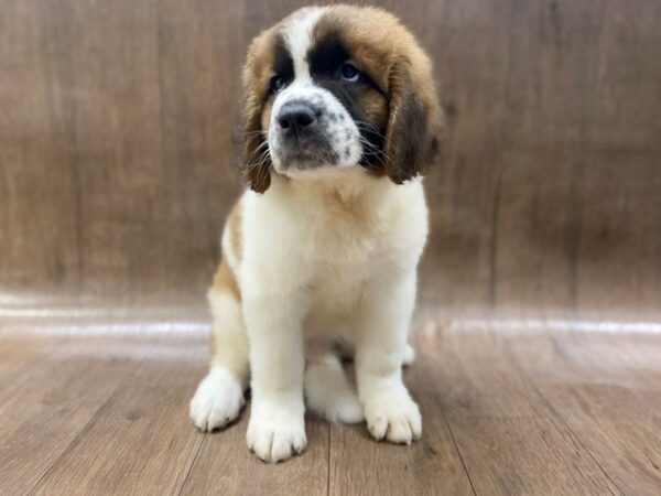 Saint Bernard DOG Male Sable & White 1561 Petland Lancaster, Ohio