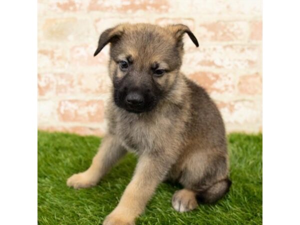 German Shepherd Dog DOG Male Sable 1573 Petland Lancaster