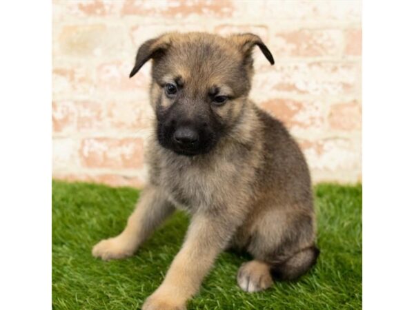 German Shepherd Dog DOG Male Sable 1573 Petland Lancaster, Ohio