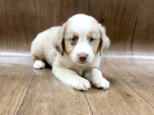 Miniature Australian Shepherd DOG Male RED MERLE 1579 Petland Lancaster, Ohio