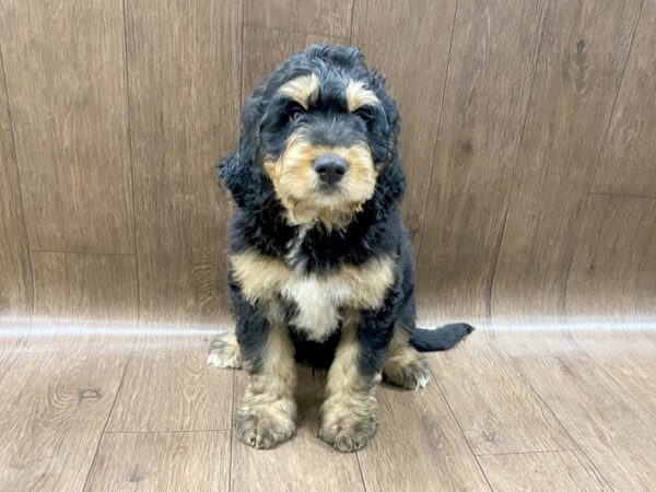 Bernadoodle DOG Male 1577 Petland Lancaster, Ohio