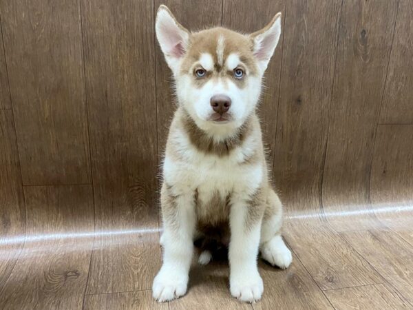 Siberian Husky DOG Male red and white 1576 Petland Lancaster, Ohio